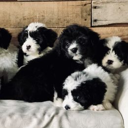 "Mini sheepadoodles" Old English Sheepdog, Poodle, and Sheepadoodle Puppies from Mountain Peak Poodle Doodles