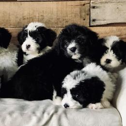 "Mini sheepadoodles" Old English Sheepdog, Poodle, and Sheepadoodle Puppies from Mountain Peak Poodle Doodles
