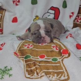 Valentine - Lilac tri-color female Bulldog puppy in Franklin Grove, Illinois from Illinois Bullies Kennel