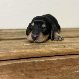 Ares - Black and cream male Dachshund puppy in Squires, Missouri from Hudson’s Hounds
