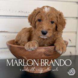 Marlon Brando - Apricot male Goldendoodle puppy in San Jose, California from Red White and Doodle