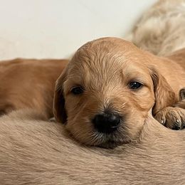 Goldendoodles and Golden Retrievers from Golden Valley Farm and Kennel