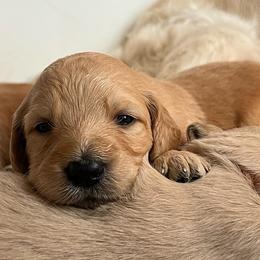 Goldendoodles and Golden Retrievers from Golden Valley Farm and Kennel