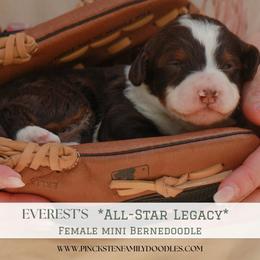 Rookie - Tri-color female Bernedoodle puppy in Jackson, Missouri from Pincksten Family Doodles