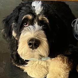 Bernedoodle puppies from Joe’s Poodles & Bernedoodles