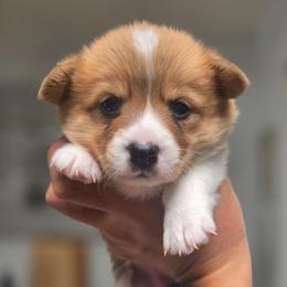 Girl 5 - White and red female Pembroke Welsh Corgi puppy in San Diego, California from San Diego Corgis