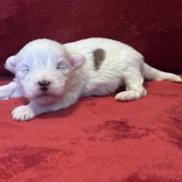 Spot - Black and white male Coton de Tulear puppy in Avery Creek, North Carolina from AVLCOTONLOVE