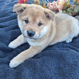 Rubble - Sesame male Shiba Inu puppy in Columbus Junction, Iowa from Liz's Shiba Inu