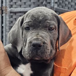 Yellow Collar Boy - AKC and ICCF - VxH - Gray male Cane Corso puppy in Gorman, Texas from McOmber Country Kennels