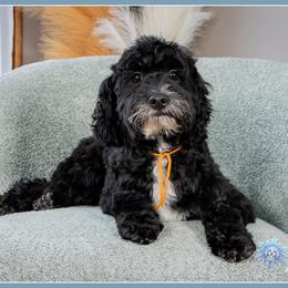 Roman - Black male Cockapoo puppy in Connersville, Indiana from Deaz Doodle Ranch