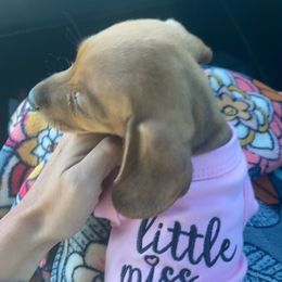 Dachshund Puppies from MNE Miniature Dachshunds