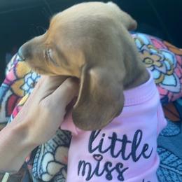 Dachshund Puppies from MNE Miniature Dachshunds