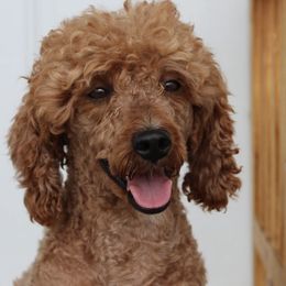 Poodles from Darling Doodles Of Shenandoah Valley