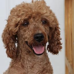 Poodles from Darling Doodles Of Shenandoah Valley