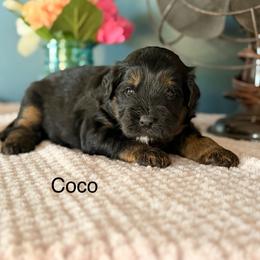 Coco - Tri-color female Bernedoodle puppy in Denver, Pennsylvania from Redcay's Mini Bernedoodles