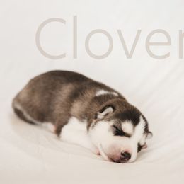 Siberian Husky Puppies from Husky Love and Pups