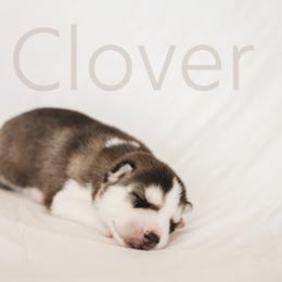 Siberian Husky Puppies from Husky Love and Pups