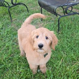 Polly - Apricot female Goldendoodle puppy in Georgetown, Tennessee from Georgetown Designer & Purebred Puppies