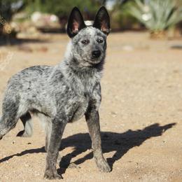 Nebula - Blue speckled female Australian Cattle Dog puppy in Marana, Arizona from Impact 3rd Australian Cattle Dogs