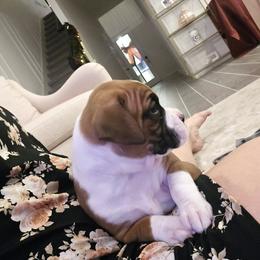 Boxer Puppies from Bayla Belle & Blossom's Boxers