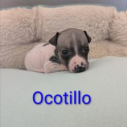 Ocotillo - Red and white male American Hairless Terrier puppy in Phoenix, Arizona from Bare Valley