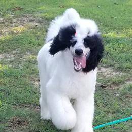 Rapheal - Poodle