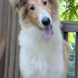 Buddy - Collie