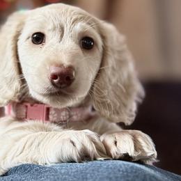 Basset Hounds and Dachshunds from Long Dog Ranch