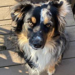 Miniature Australian Shepherds from Piney Hollow Mini Aussies LLC