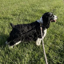 English Springer Spaniel All Grown Up from Sugar Creek Springer Spaniels