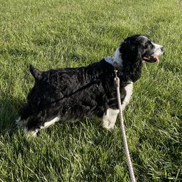 English Springer Spaniel All Grown Up from Sugar Creek Springer Spaniels