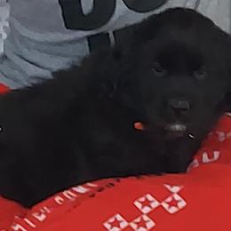 Orange male - Dark golden male Golden Retriever puppy in Fowlerville, Michigan from Gratz Kennels
