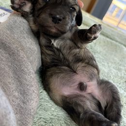 Dachshund Puppies from Remarkable Doxies