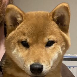 Shiba Inu Puppies from Hillsdale Shiba Inu