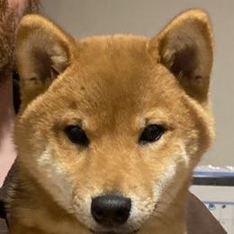 Shiba Inu Puppies from Hillsdale Shiba Inu