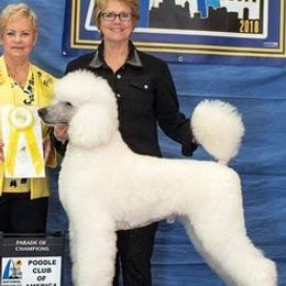 Poodles from LarKan Std Poodles
