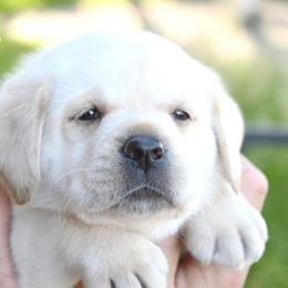 Cleo's Royal - Yellow male Labrador Retriever puppy in Pasco, Washington from ROCK CREEK LABRADORS Pasco, WA