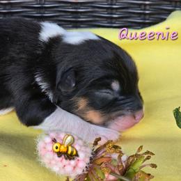 Queenie - Black tri female Toy Australian Shepherd puppy in Powell Butte, Oregon from Willow Lane Ranch