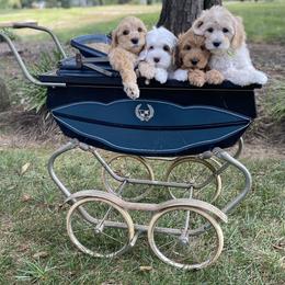 Australian Labradoodle Puppies from Sunny Day Doodles
