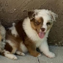 Christmas - Red merle female Miniature Australian Shepherd puppy in Nashville, Tennessee from Little B’s Aussies