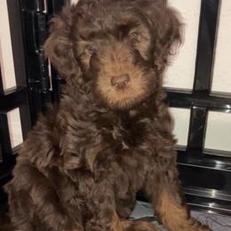 Dolly - Brown female Bernedoodle puppy in Williston, Florida from Tera Caldwell