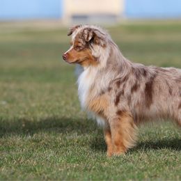 Camas - Miniature Australian Shepherd