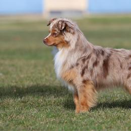 Camas - Miniature Australian Shepherd
