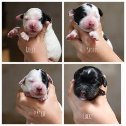 Patch - Black and white male English Cocker Spaniel puppy in New Mexico from HighBrassGunDogs