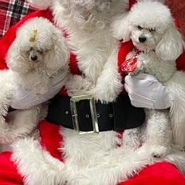Poodles from Abbeyroad Poodles