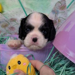 Iris - Black and white female Cavalier King Charles Spaniel puppy in Stilwell, Oklahoma from Love Bug Cavaliers