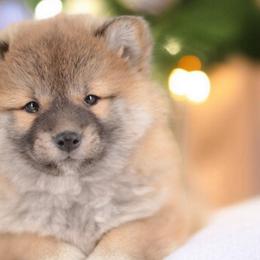 Boy 1 🩵 Red Wooly Boy - Red male Shiba Inu puppy in Neosho, Missouri from Sunny Terrace Shibas