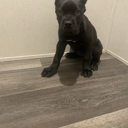 Pink - Black female Cane Corso puppy in Hallettsville, Texas from Gladiator Acres