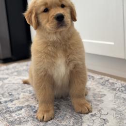 Golden Retriever Puppies from Sound Golden Retrievers
