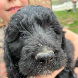 Krissy - Black female Pyredoodle puppy in Prescott, Washington from Washington Pyredoodles